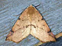 Caripeta triangulata - Hodges#6957