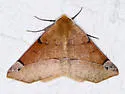 Caripeta triangulata - Hodges#6957 - photo 2