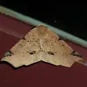Caripeta triangulata - Hodges#6957 - photo 4