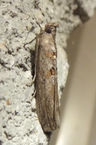 Caristanius Moth - Hodges#5742
