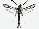 Carmenta albociliata - Hodges#2591