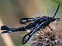 Carmenta albociliata - Hodges#2591 - photo 4