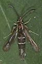 Blazingstar Borer Moth - Hodges#2592