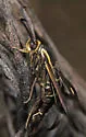 Blazingstar Borer Moth - Hodges#2592 - photo 2