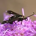 Blazingstar Borer Moth - Hodges#2592 - photo 3
