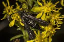 Blazingstar Borer Moth - Hodges#2592 - photo 4