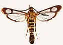 Carmenta apache - Hodges#2593