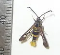 Carmenta arizonae - Hodges#2594 - photo 4