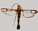 Arizona Clearwing Moth - Hodges#2595