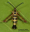 Arizona Clearwing Moth - Hodges#2595 - photo 2