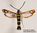 Arizona Clearwing Moth - Hodges#2595 - photo 3