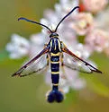 Arizona Clearwing Moth - Hodges#2595 - photo 4