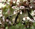 Carmenta corni - Hodges#2597