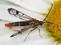 Carmenta corni - Hodges#2597 - photo 4