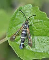 Carmenta engelhardti - Hodges#2598