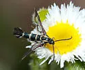 Carmenta engelhardti - Hodges#2598 - photo 2