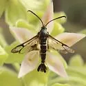 Carmenta engelhardti - Hodges#2598 - photo 4