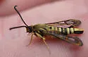 Carmenta giliae - Hodges#2599 - photo 4