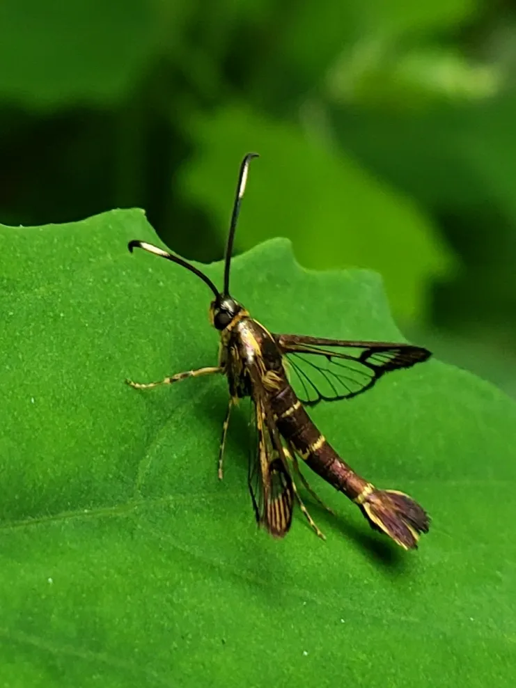 Ithaca Clearwing Moth - photo 3