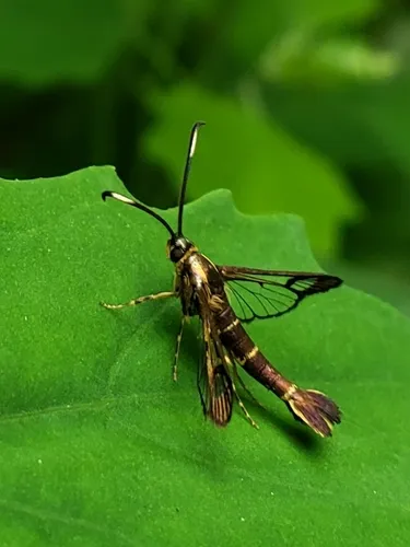 Ithaca Clearwing Moth - photo 4