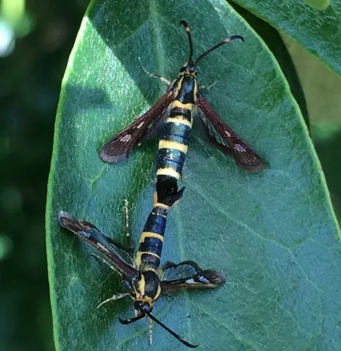 Ithaca Clearwing Moth - photo 5