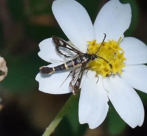 Ithaca Clearwing Moth - photo 6