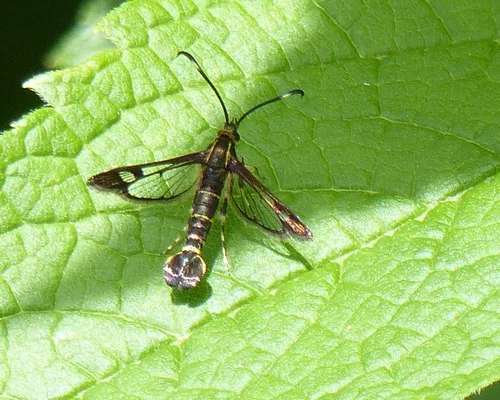 Ithaca Clearwing Moth - photo 7