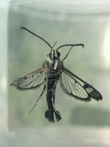 Ithaca Clearwing Moth - photo 8