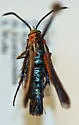 Carmenta mariona - Hodges#2601 - photo 2