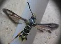 Coronopus Borer Moth - Hodges#2602 - photo 2