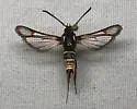 Coronopus Borer Moth - Hodges#2602 - photo 4