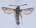 Coronopus Borer Moth - Hodges#2602 - photo 5