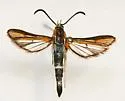 Carmenta ogalala - Hodges#2604