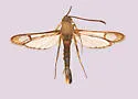 Carmenta pallene - Hodges#2605 - Carmenta pallene