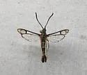 Carmenta pallene - Hodges#2605 - photo 2