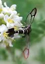 Mistletoe Borer - Hodges#2606 - photo 2