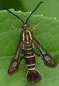 Mistletoe Borer - Hodges#2606 - photo 3
