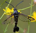 Mistletoe Borer - Hodges#2606 - photo 4