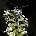 Mistletoe Borer - Hodges#2606 - photo 5