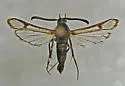 Mesquite Clearwing Moth - Hodges#2607 - Carmenta prosopis