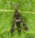 Mesquite Clearwing Moth - Hodges#2607 - photo 2