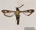 Mesquite Clearwing Moth - Hodges#2607 - photo 4