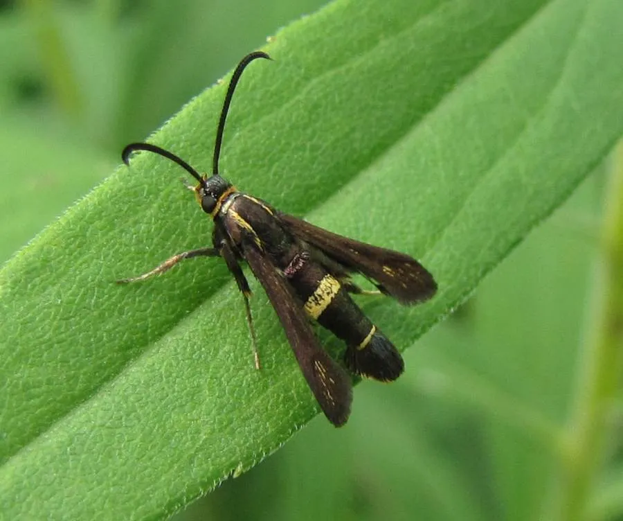 Boneset Borer Moth - photo 3