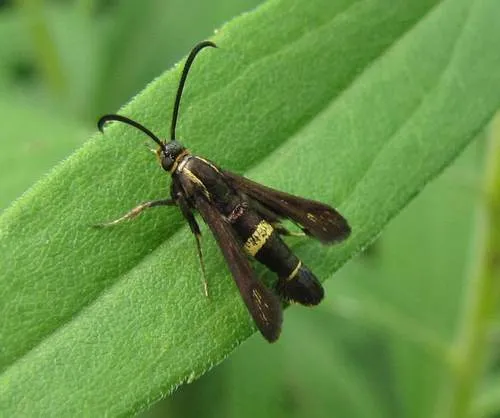 Boneset Borer Moth - photo 4