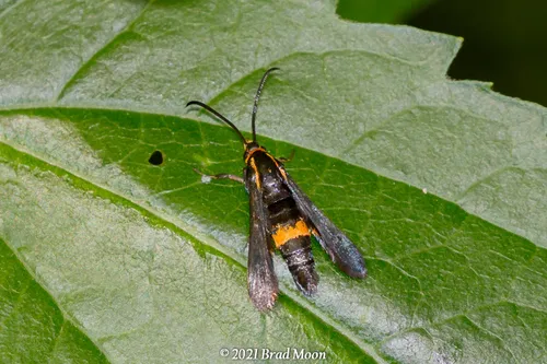 Boneset Borer Moth - photo 5