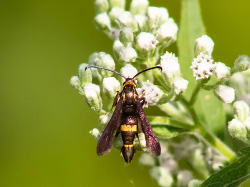 Boneset Borer Moth - photo 6