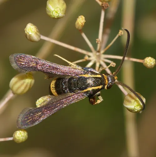 Boneset Borer Moth - photo 7