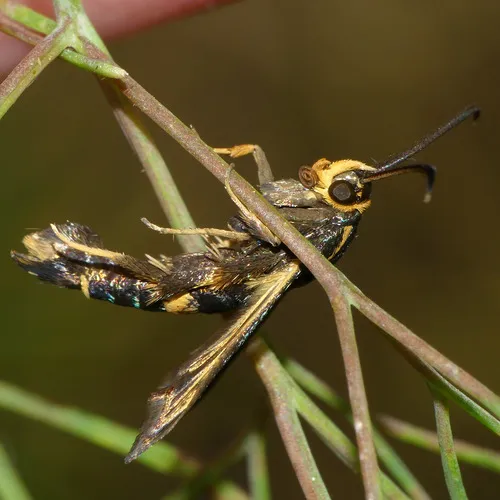 Boneset Borer Moth - photo 8