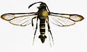 Western Oakgall Clearwing - Hodges#2609 - Carmenta querci