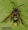 Western Oakgall Clearwing - Hodges#2609 - photo 2